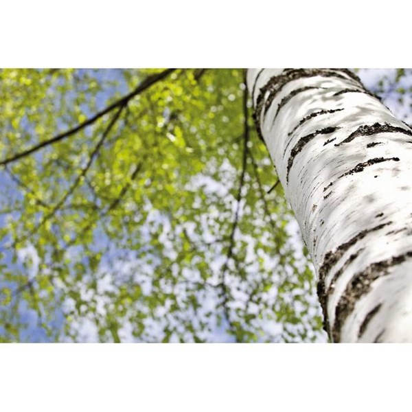 Obrázky: Stojan na telefón z dreva brezy, Obrázok 11